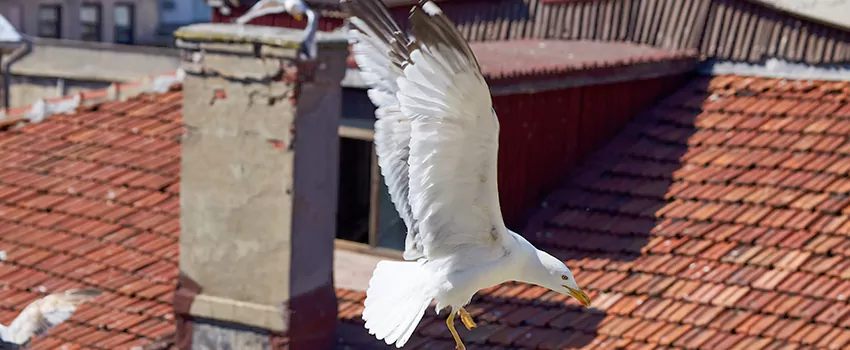 Residential Chimney Animal Removal Solution in New Milford, NJ